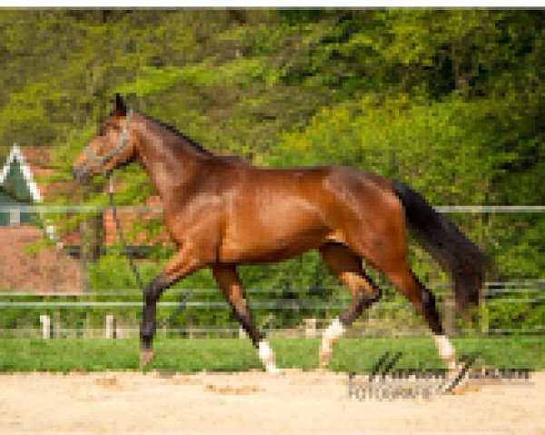 Zuchtstute Scarabea 4 (Westfale, 2012, von St. Moritz Junior)