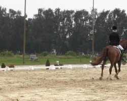 dressage horse Locatelli 9 (Hanoverian, 2005, from Londonderry)