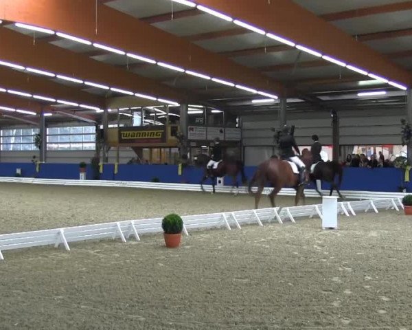 Dressurpferd Atrejou 36 (Deutsches Reitpferd, 2002, von Apollo a.d. Lieth)