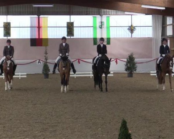 dressage horse Winston 358 (Nederlands Welsh Ridepony, 1997, from Orchard d'Avranches)