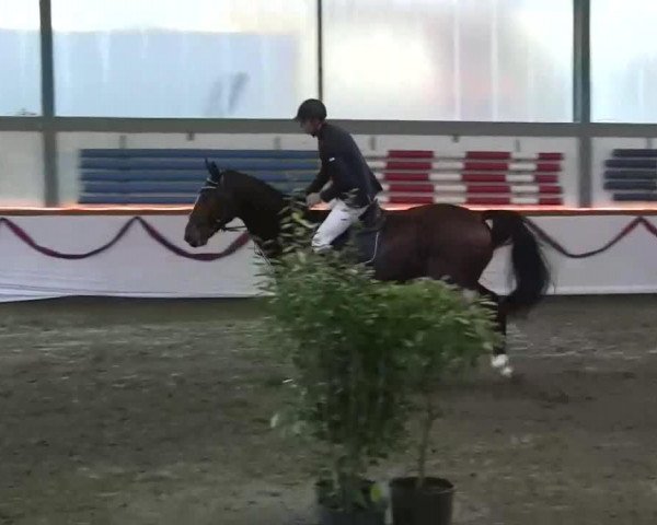 Springpferd Louis 242 (Westfale, 2005, von Laureus NRW)