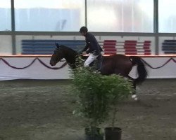 jumper Louis 242 (Westphalian, 2005, from Laureus NRW)