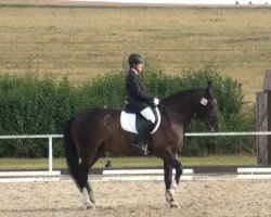 dressage horse Rastie (Latvian Warmblood, 2000)