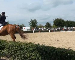dressage horse Windsor 575 (Hanoverian, 2002, from Wolkenstein II)
