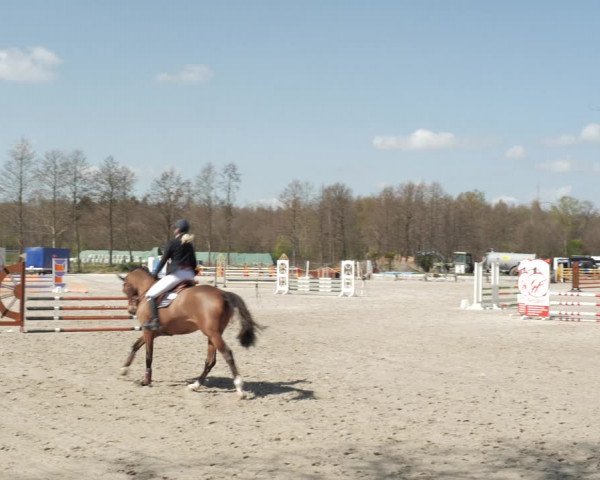 Reitturnier Handorf 2021