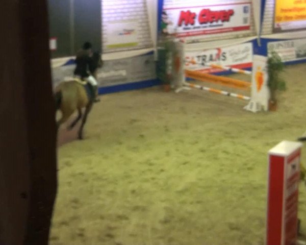 Springpferd Le Champ 12 (Hannoveraner, 2002, von Lordanos) Springpferd Le Champ 12 (Hannoveraner, 2002, von Lordanos)