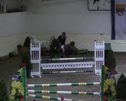 Springpferd Shetana 3 (Deutsches Reitpony, 1998, von Navajo)