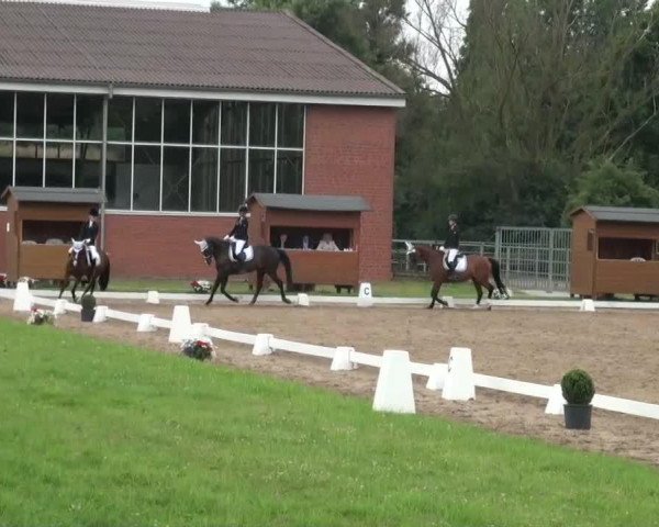 dressage horse Tequilla Sunrise 5 (German Riding Pony, 2002, from Tequilla)