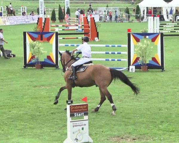 Springpferd Sultan 675 (Tschechisches Warmblut, 2002, von Catango)