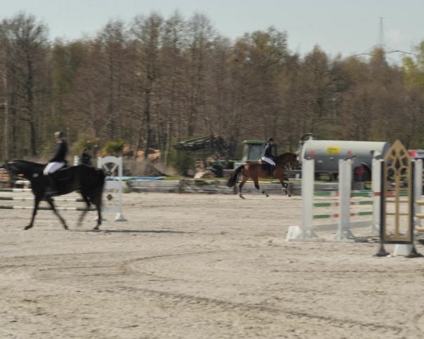 Reitturnier Handorf 2021