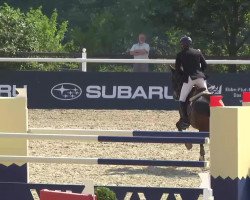 jumper Amazing 16 (KWPN (Royal Dutch Sporthorse), 2003, from Argentinus)