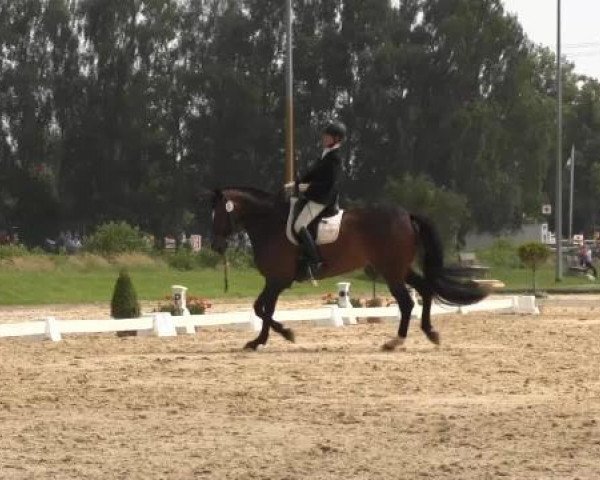 dressage horse First Lady 188 (Hanoverian, 2003, from Fürst Heinrich)