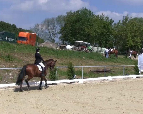 dressage horse Aconda 20 (Westphalian, 1998, from Abano)