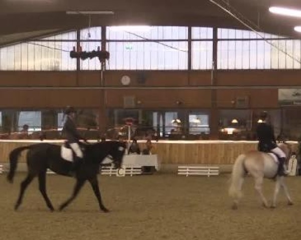 broodmare Paula (KWPN (Royal Dutch Sporthorse), 1974, from Hessel)