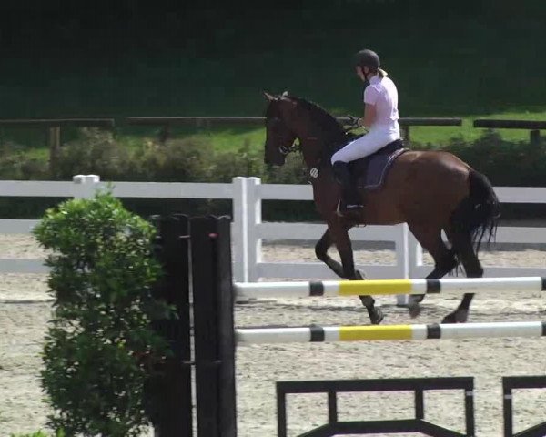 jumper Calle S (Holsteiner, 2003, from Carano)