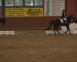 dressage horse Sirius Black 6 (Oldenburg, 2005, from Sunny-Boy)