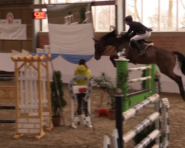 Springpferd Clitschko (Oldenburger, 2002, von Concetto I)