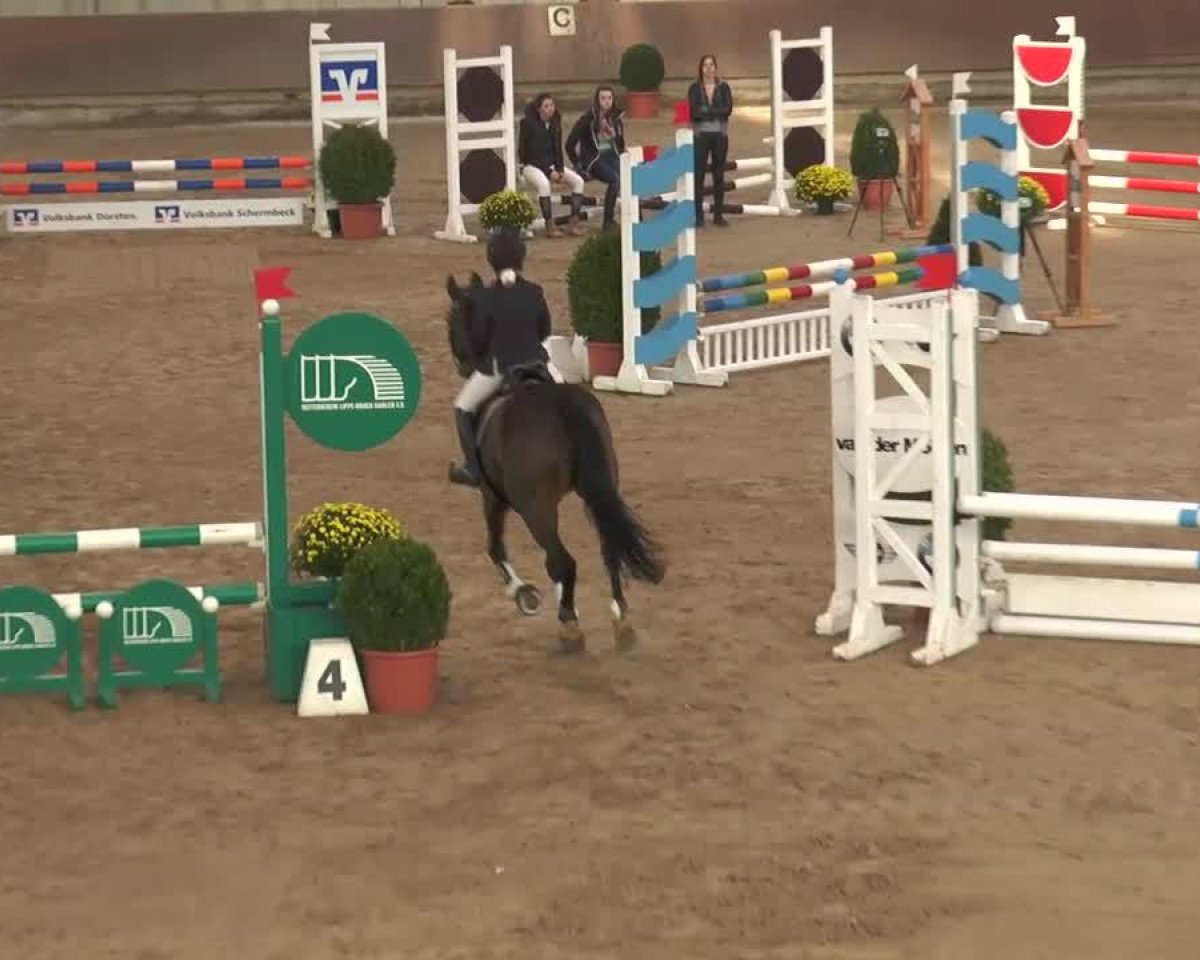 Springpferd Zonnehoeve Geert (New-Forest-Pony, 2001, von Lorenzo)
