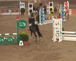 jumper Zonnehoeve Geert (New Forest Pony, 2001, from Lorenzo)