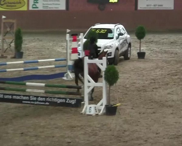 jumper Carlos 156 (German Riding Pony, 1994, from Colonel)
