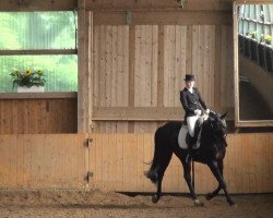 dressage horse Don Ramon 5 (Westphalian, 2000, from Don Bedo I)