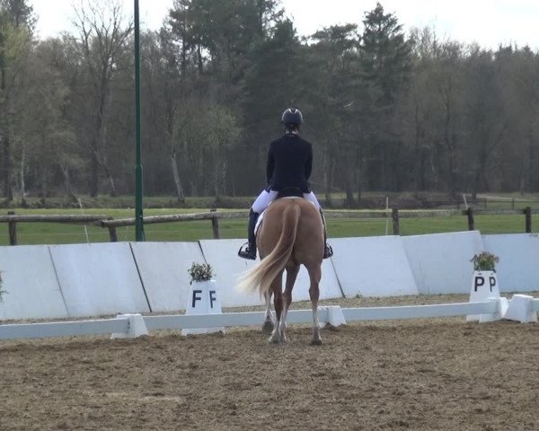 Reitturnier Bremervörde/Reitsportzentrum 2021
