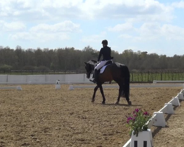 Reitturnier Bremervörde/Reitsportzentrum 2021