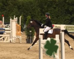 eventing horse Stanley 119 (Westphalian, 2002, from Show Star)