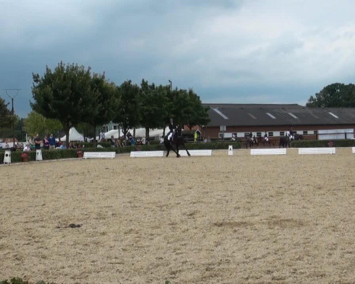 Drezurní kůň Tasso 89 (Fríský kůň, 2002, od Tjerk)