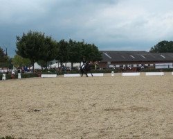 dressage horse Tasso 89 (Friese, 2002, from Tjerk)