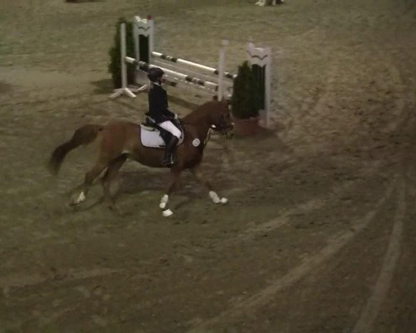 dressage horse Salomo 14 (Welsh, 1994, from Jacobspeel's Rocky)