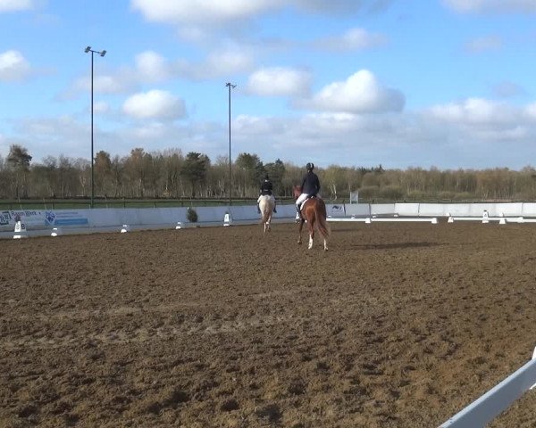 Reitturnier Bremervörde/Reitsportzentrum 2021
