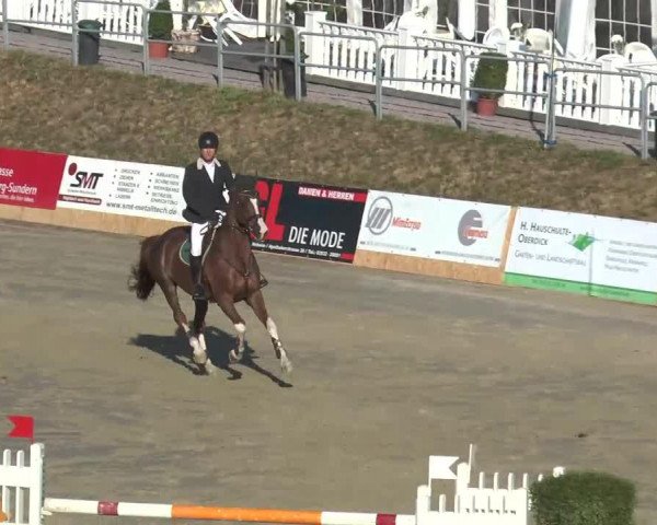 jumper Complete (Danish Warmblood, 1997)