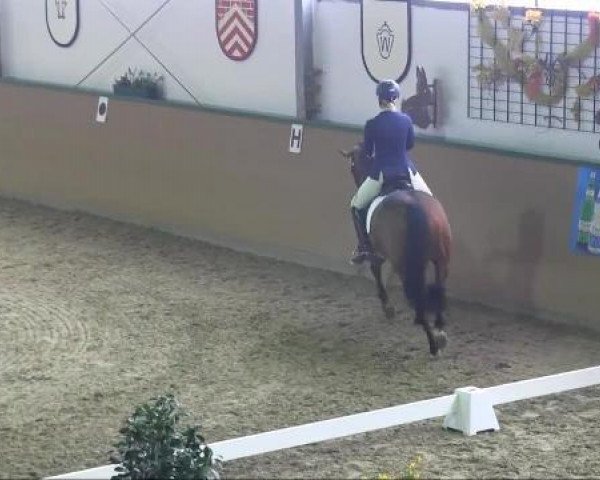 broodmare Wolke 286 (Hanoverian, 2001, from Weltmeyer)