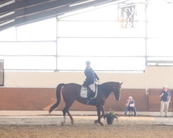 dressage horse Allure 7 (Westphalian, 1996, from Attraktiv)