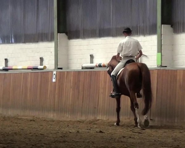 dressage horse Socrates 12 (KWPN (Royal Dutch Sporthorse), 1999, from Now Or Never M)
