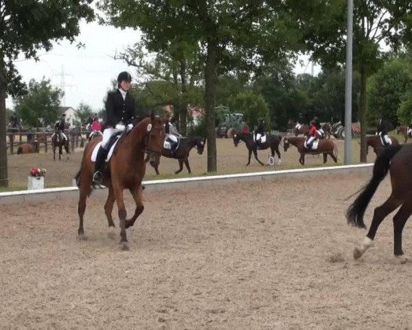 broodmare Celine 160 (Holsteiner, 2002, from Calato)