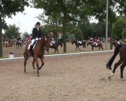 broodmare Da bin ich 6 (Westphalian, 2003, from Don Bolero 5)