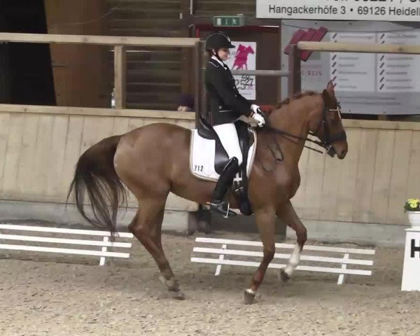 broodmare Ravenna 341 (Hanoverian, 2002, from Regazzoni)