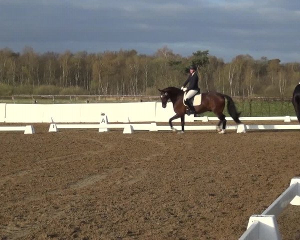 Reitturnier Bremervörde/Reitsportzentrum 2021