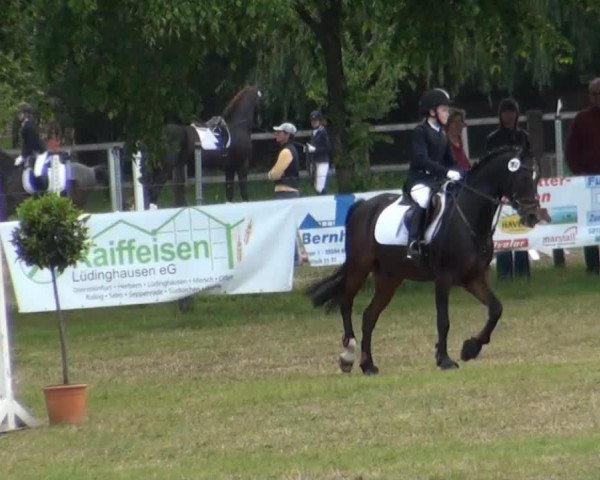 dressage horse Silver 66 (German Riding Pony, 1991, from Silvertop's As)