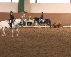 dressage horse Matyi 8 (unknown, 2004)