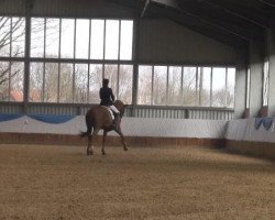 dressage horse Lamarck 12 (Westphalian, 2001, from Laurentianer)