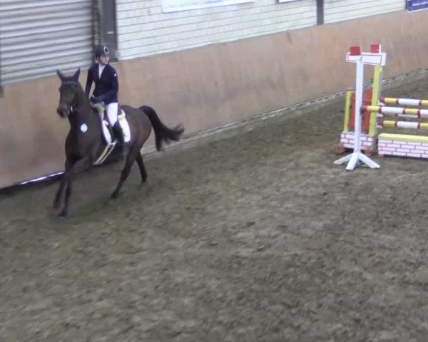 broodmare Witschita (Hanoverian, 2001, from Wolkenstein II)