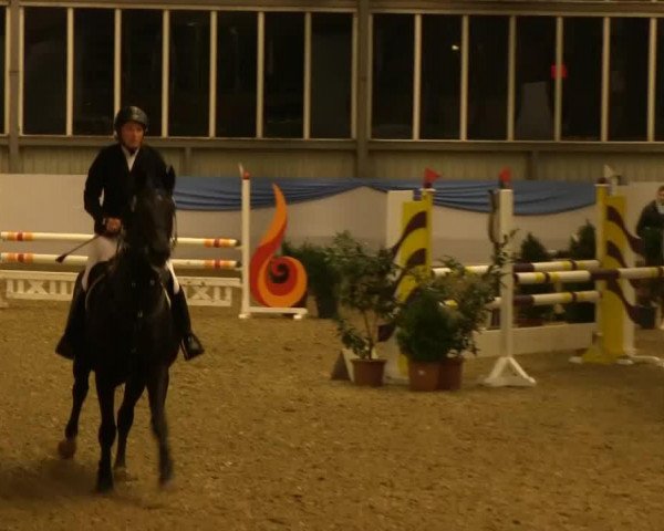 broodmare Dolli 55 (Westphalian, 1998, from Donatelli I)
