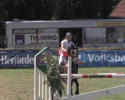 jumper Sherrybomb (Hanoverian, 2005, from Stolzenberg)