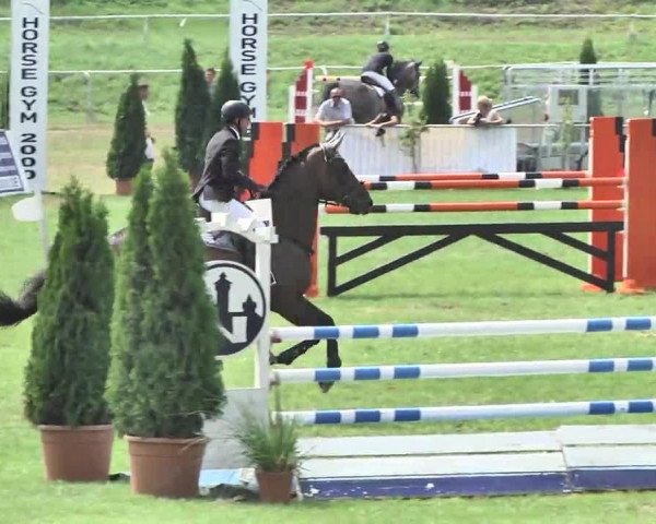 jumper Co Jack 3 (German Sport Horse, 2006, from Cassandro 10)