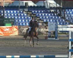 Springpferd Hardwell (KWPN (Niederländisches Warmblut), 2009, von VDL Harley)
