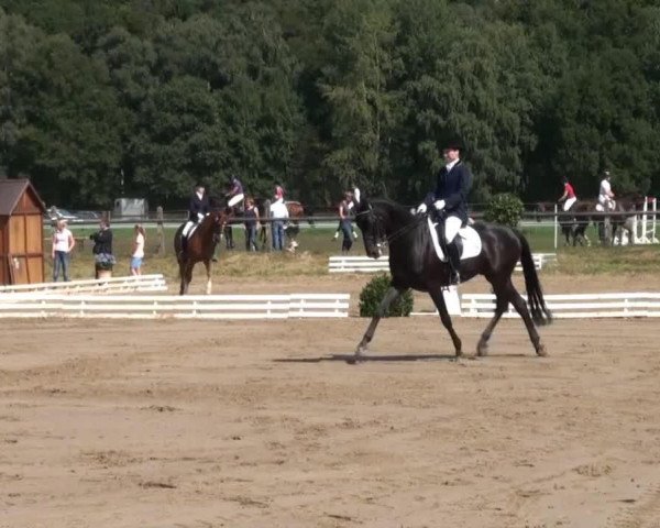 dressage horse Waukidu (Hanoverian, 2001, from Warkant)