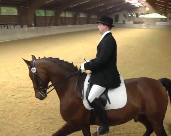 dressage horse Antonio 109 (Württemberger, 2002, from Alassio)